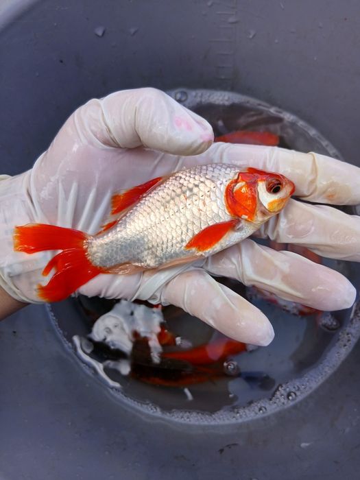 Karaś ozdobny 15-18 cm karp koi, złota orfa