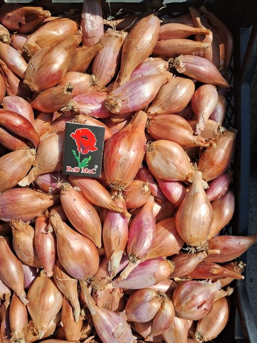 Цибуля корчушка.