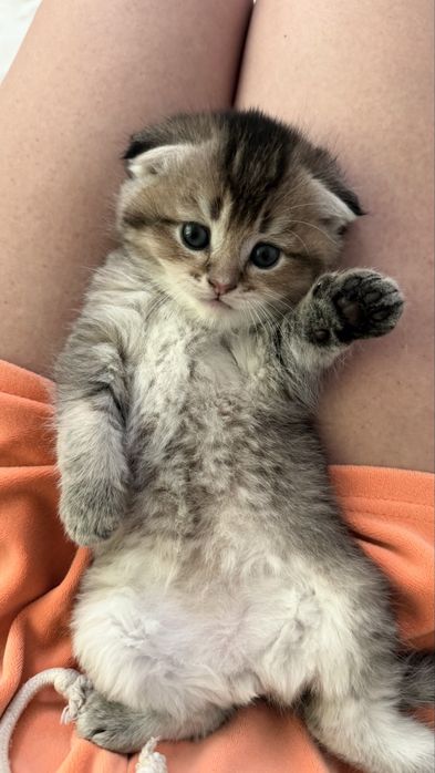 Шотландский вислоухий мальчик