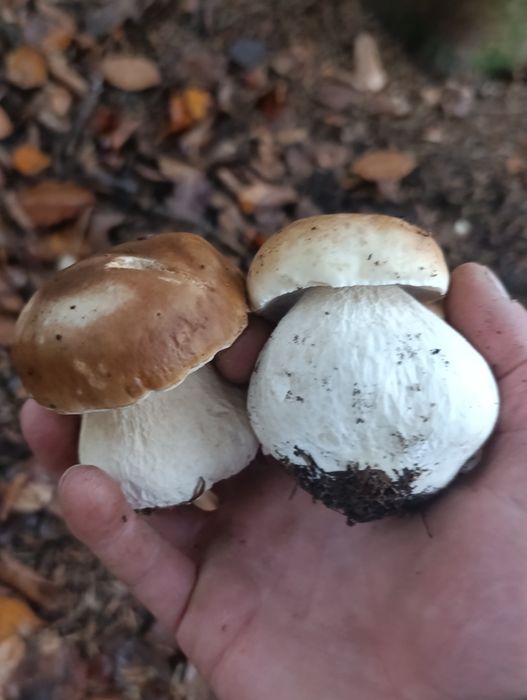 Grzyby całe i połówki suszone