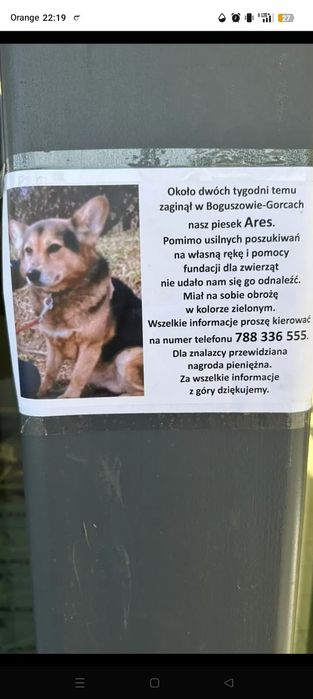 Zaginął piesek Ares