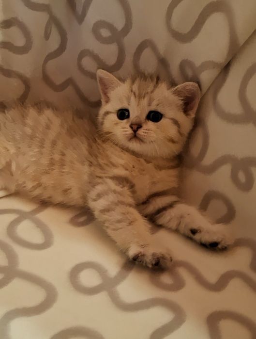 Дружелюбные котята