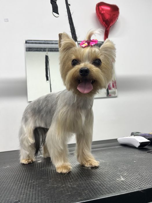 Грумінг Чернігів/Масани