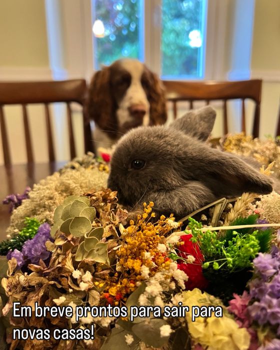 Coelho anão orelhudo/ belier