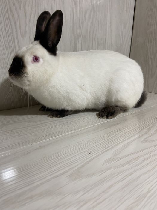 Каліфорнія пара 1+1