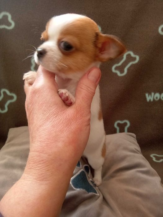 Чихуахуа міні хлопчик