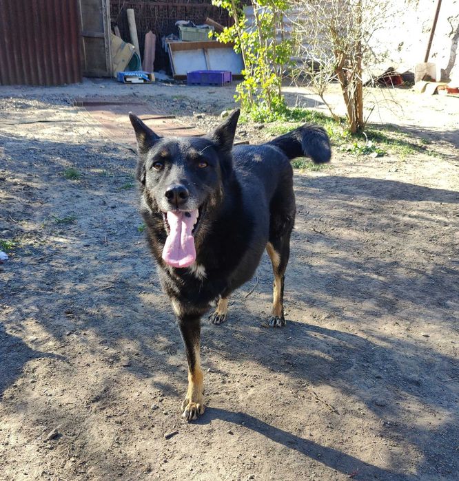 Красива, добра особлива собака Лада ТЕРМІНОВО в люблячу родину!