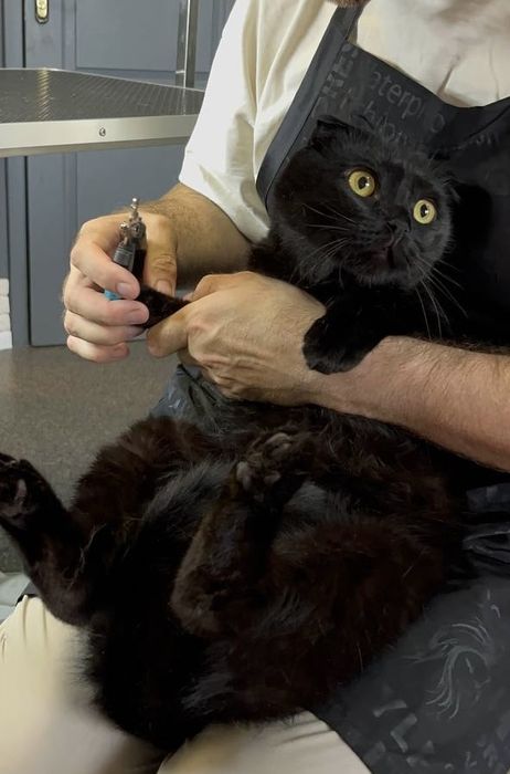 Грумінг салон на лівобережній