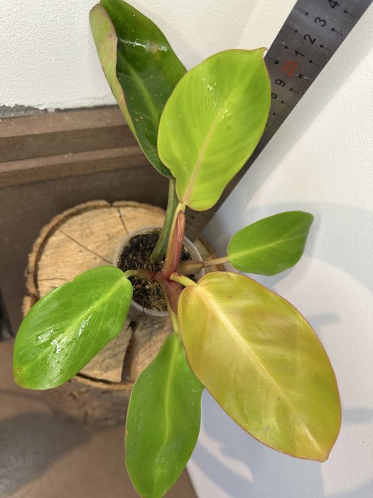 Філодендрон Philodendron “Carlo”