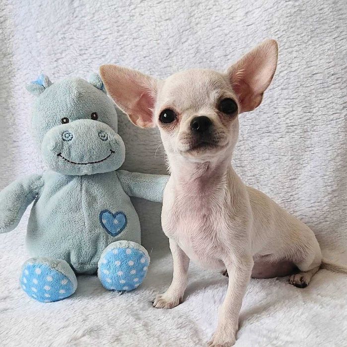 Щенки Чихуахуа ищут дом