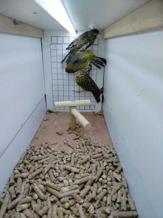 Samiczki kanarków 2025