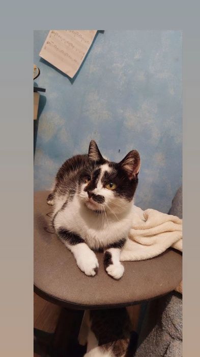 Отдам серо- белую кошку,  стерилизована,  2 года