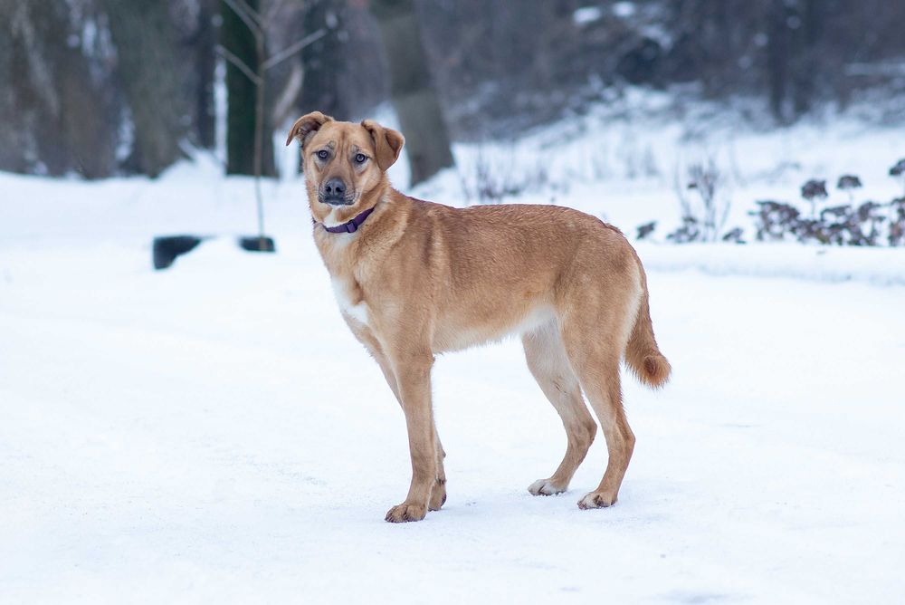Віддам в добрі руки розумну молоду собаку Едіс.