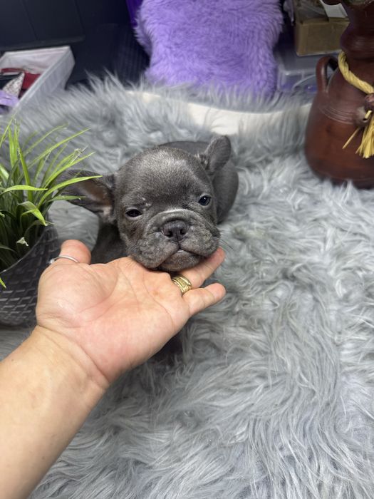 “MENINO”Buldogue Frances “Blue Sólido”