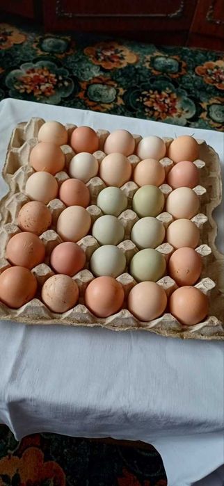 Инкубационное яйцо цветных кур.