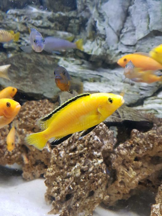 Pyszczak, pyszczaki Socolofi Red Red Yellow 10 szt., Malawi