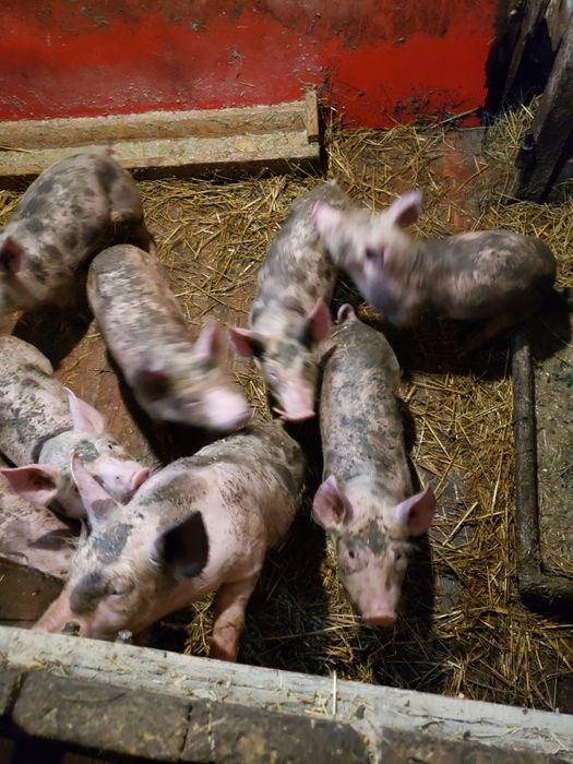 Поросята срочно мясо сальні