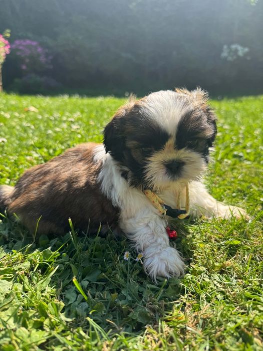 Shih tzu,suka z dokumentami ŻÓŁTA shihtzu