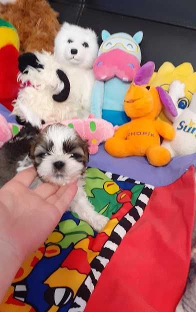 Śliczny piesek shih tzu tricolor z wielopok.rodowodem.