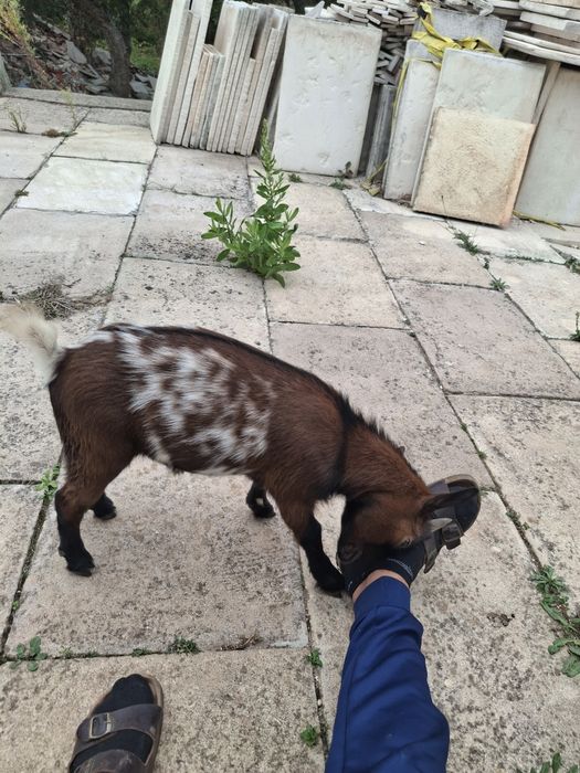 cabrito a pilha criado a mão
