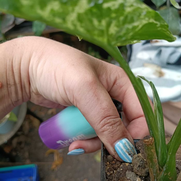 syngonium mohito/mojito