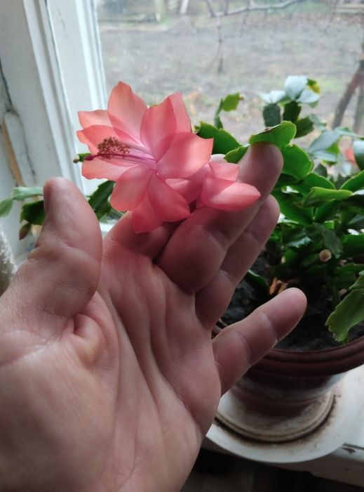 Рождественик зіокактус