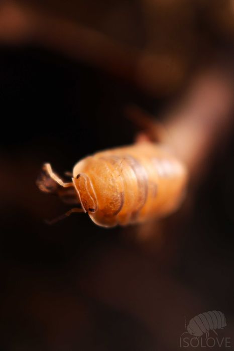 Cubaris murina "anemone" rzadkie równonogi, isopoda, ekipa sprzątająca