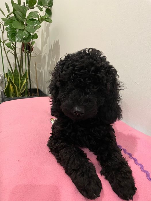 Pudel miniaturowy piesek DARIO