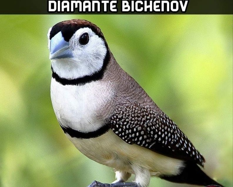 Diamante bichenov e bengalins