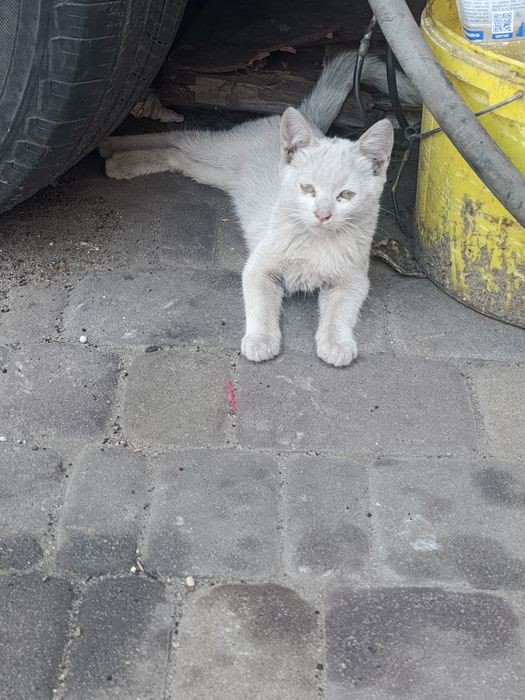 Безкоштовно!!! Муркотяще щастя в добрі руки