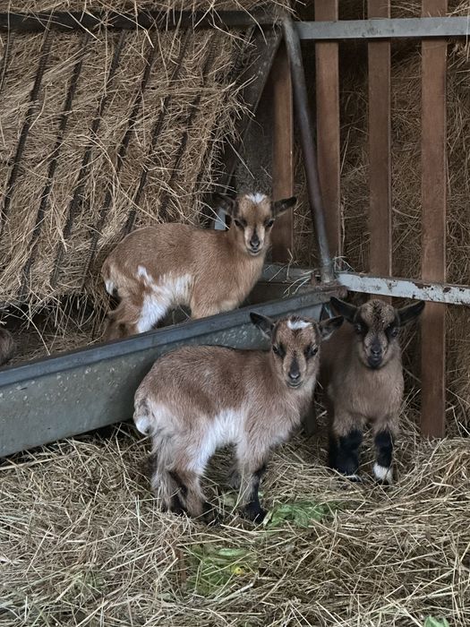 Cabras anas - femeas e filhos