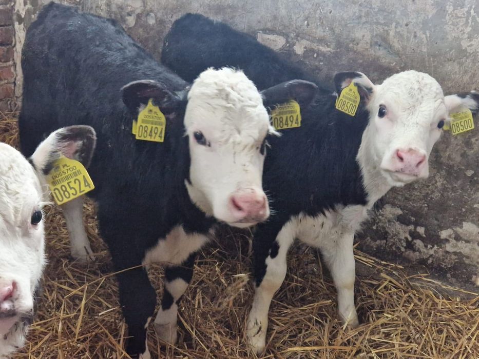Cielęta Byczki Jałówki Polskie Brodnica