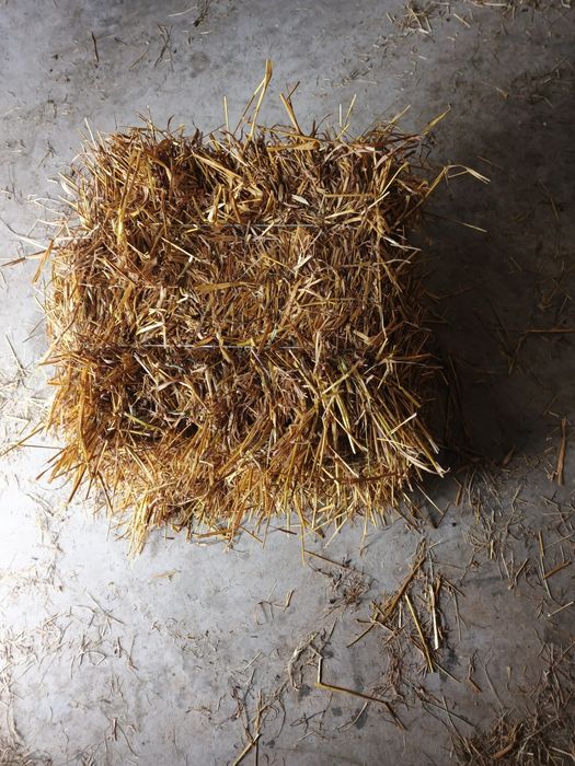 Słoma owsiana w kostkach