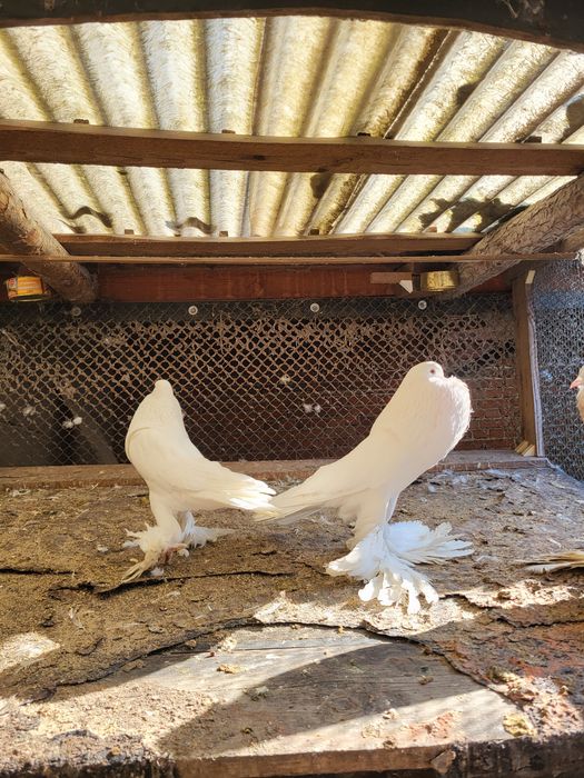 Garłacz/ garłacze para i samiec