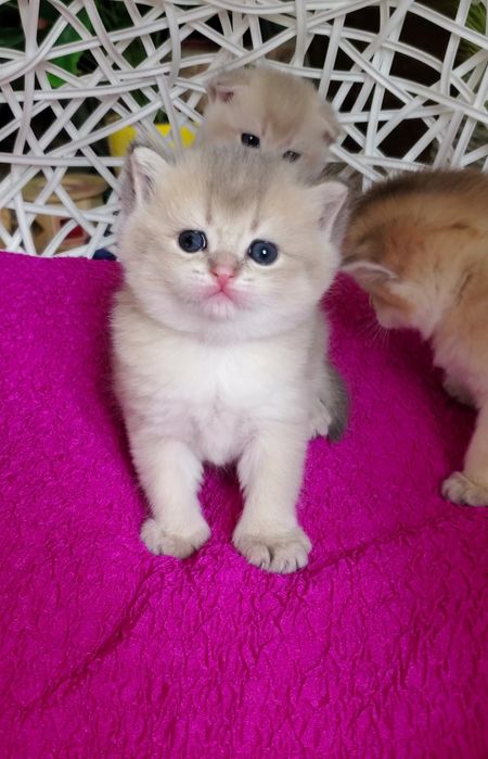 Очень ласковые малыши, ручные котята золотая шиншилла