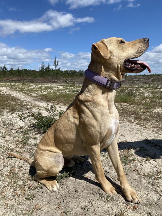 mestico amstaff ( PP )
