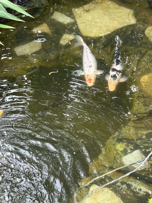 Рибки Кої, карп Кои