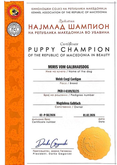 Welsh Corgi Cardigan FCI