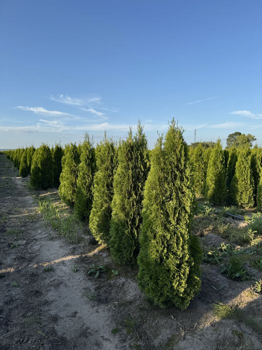 Gęsta Tuja Szmaragd 170-180cm Dostawa Sadzenia Producent