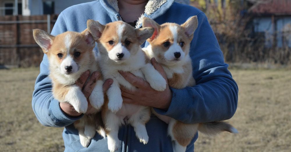 Коргі з хвостиками і без,КСУ-FCI!Київ,чи відпрвлю.Є "Оплата частинами"