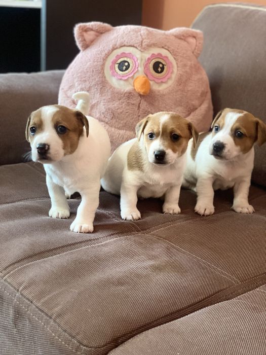 Джек рассел