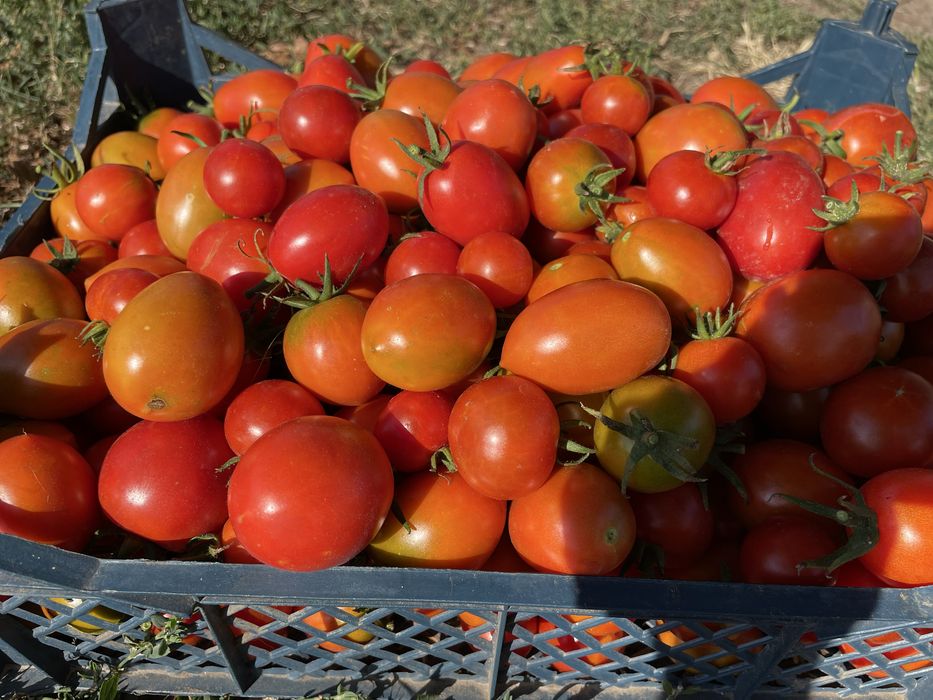 Продам коктельну помідорку дуже солодка