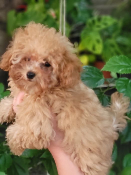 Продам щенков той пуделя .