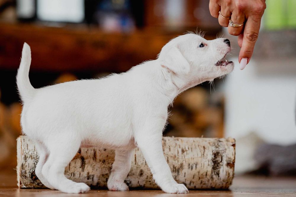 Parson Russell Terrier ZKwP