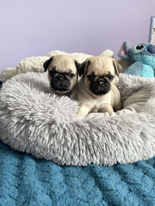 Mops samiec śliczny beżowy