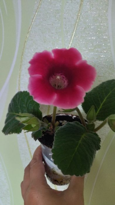 Глаксиния в пластиковом стаканчике