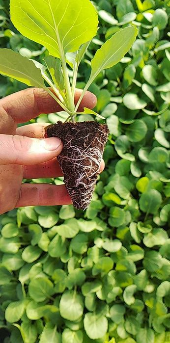 rozsada kapusty wczesnej