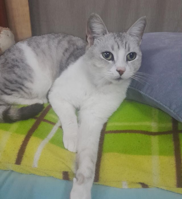 Кіт. Киця. Кошеня