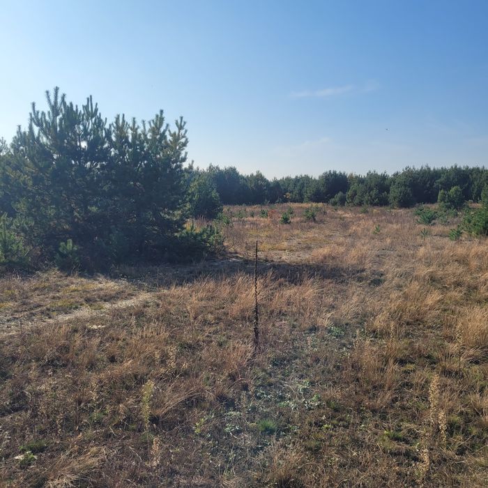 1.3га під житлову ліс