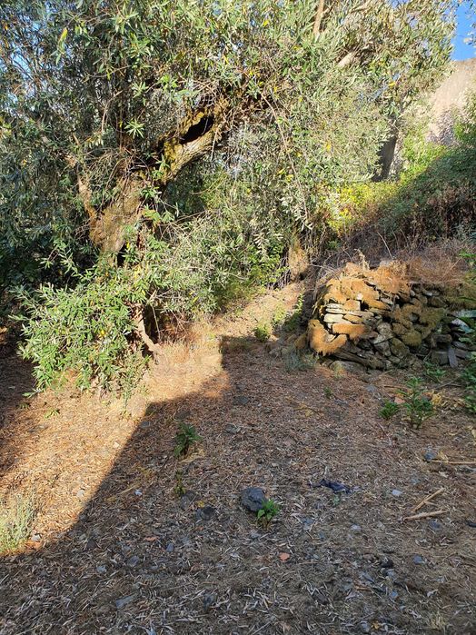 Vendo Casa em Pucariço - Proença-a-Nova, Distrito de Castelo Branco